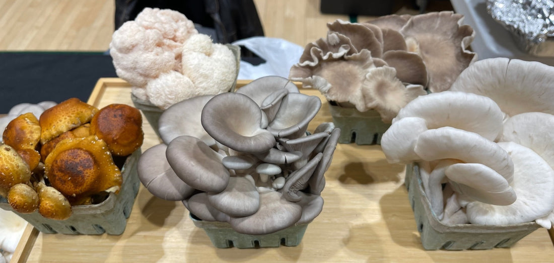 Add-on Highlight: Wild North Mushrooms